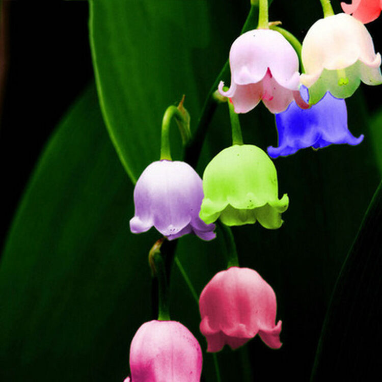 木轩【铃兰花】铃兰种根 盆栽植物风铃草 铃兰花苗 香韵浓郁 七彩铃兰