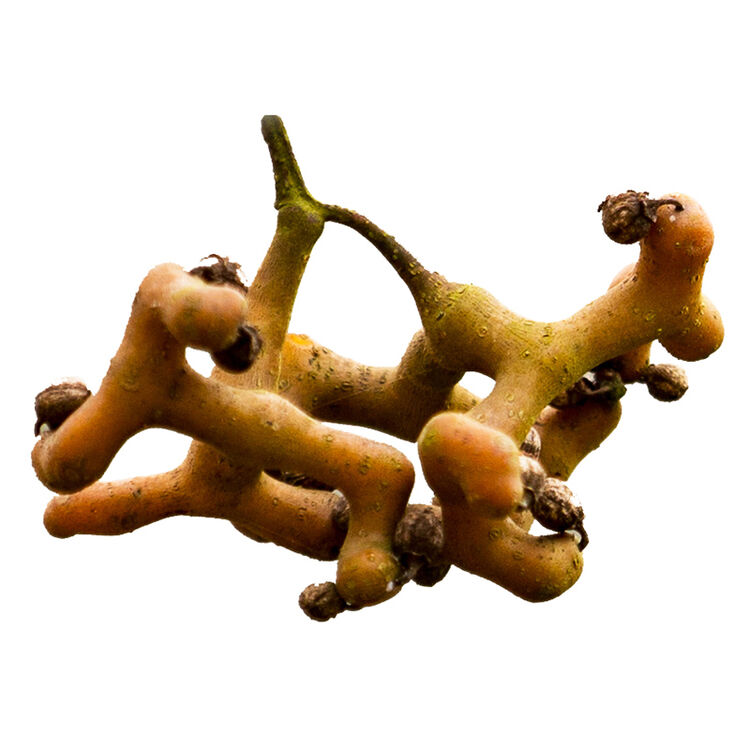 秦岭野生新鲜拐枣鸡半干爪梨万寿果水果金钩梨枳椇子 500g