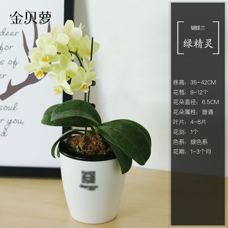 金贝萝礼品观花植物蝴蝶兰办公桌面鲜花盆栽花卉室内开花带花苞兰花