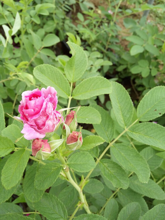 正宗丰花一号平阴玫瑰大马士革可食用玫瑰花苗盆栽多季节重复盛开 一