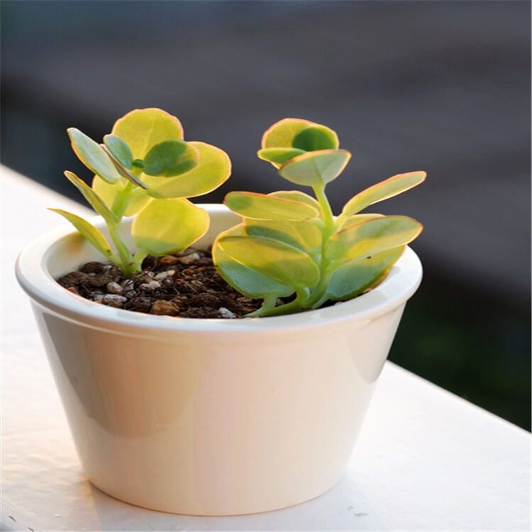 室内多肉植物 白姬之舞