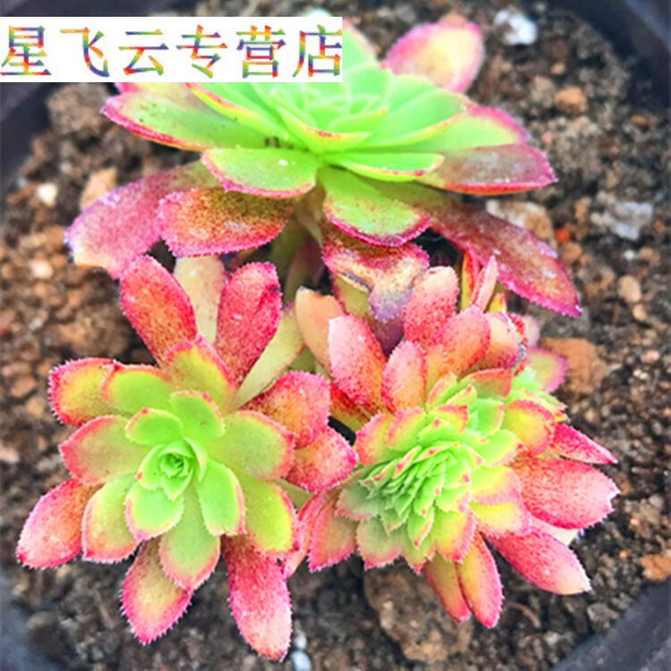 肉肉会社 圆叶黑法师玫瑰法师巫毒艳姿铜壶万圣节独眼巨人