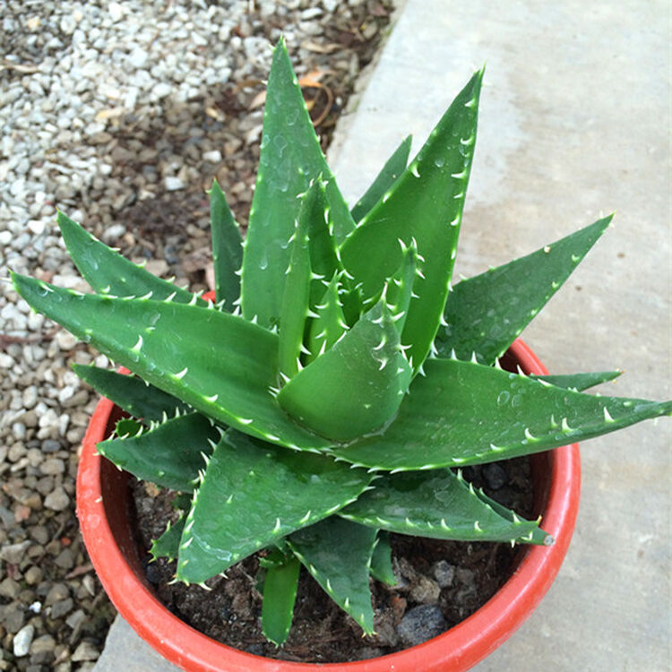 不夜城中华芦荟可食用芦荟室内盆栽防辐射绿植物美容药用食用祛痘