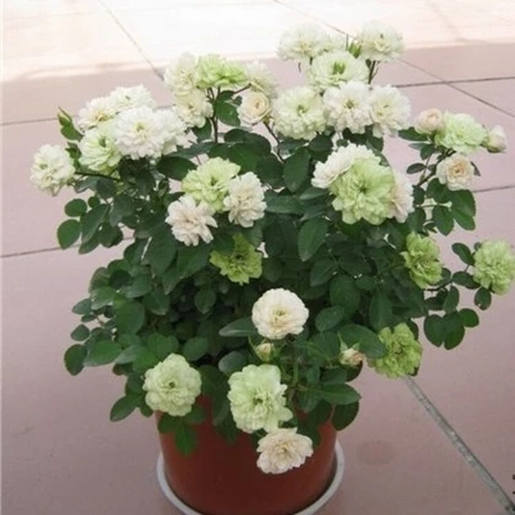 经典微月 绿冰 月季花苗 多花 绿白相间多情种