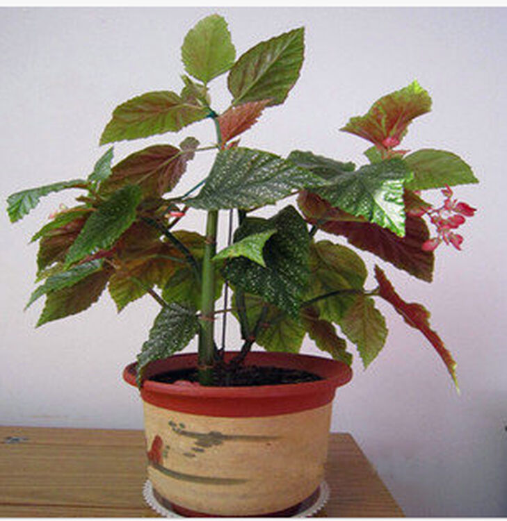 客厅室内四季开花盆栽绿植花卉 竹节海棠又名秋海棠 净化空气 2年苗