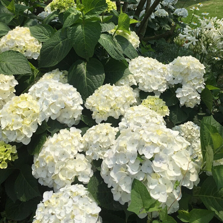 大花绣球 无尽夏新娘 盆栽花卉 中苗