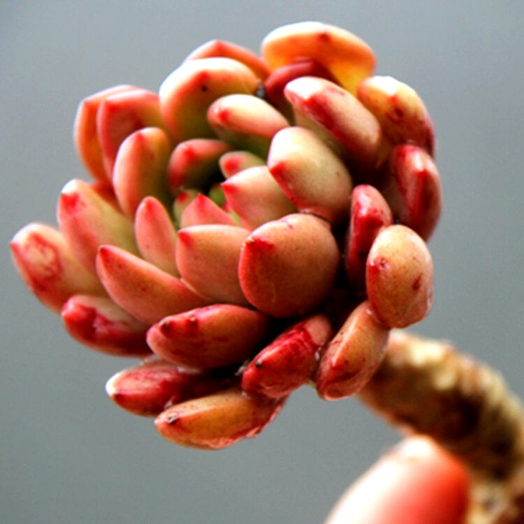 胭脂莲 红稚莲 e家小屋 精美绿植盆栽 丽多肉植物 红宝石3-4厘米 不含