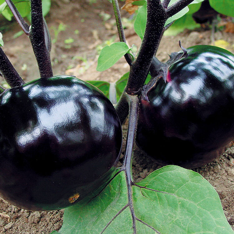 寿禾 紫黑圆茄子种子/茄子苗 紫色茄种子早熟紫黑高产蔬菜苗种苗 阳台