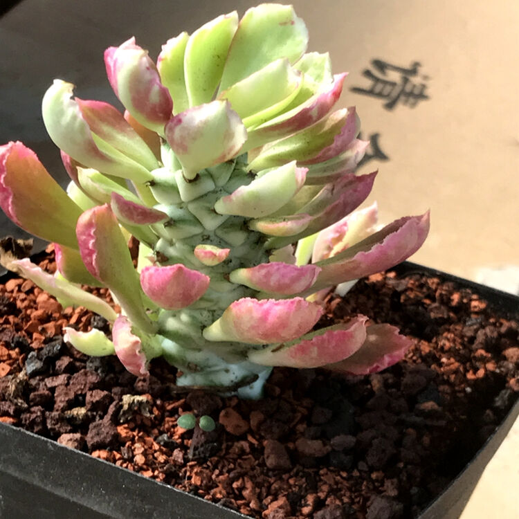 花络阁 多肉植物 翡翠阁锦 内美观绿植花卉将军阁多肉 单头