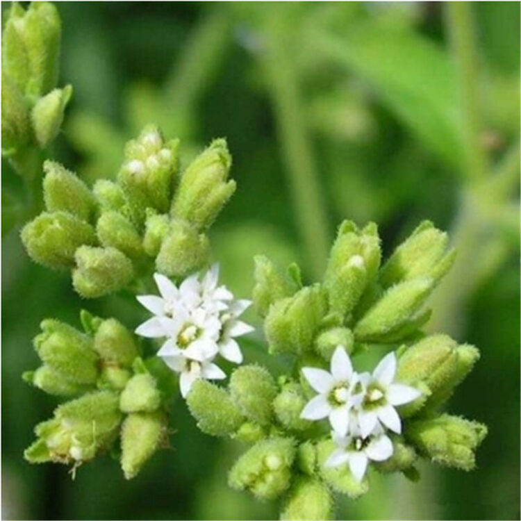 阳台花园庭院盆栽 甜叶菊 高甜度的自然天然甜味剂 半斤