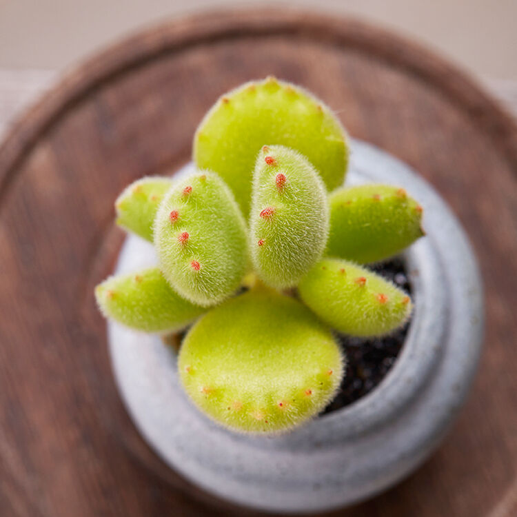 美诺花园 白熊 熊童子白锦熊掌多肉植物肉肉植物绿植盆栽多肉 熊童子6
