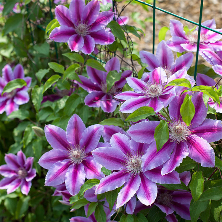 虹越 进口铁线莲入门裸根苗 经典(鲁佩尔博士)爬藤花卉耐热