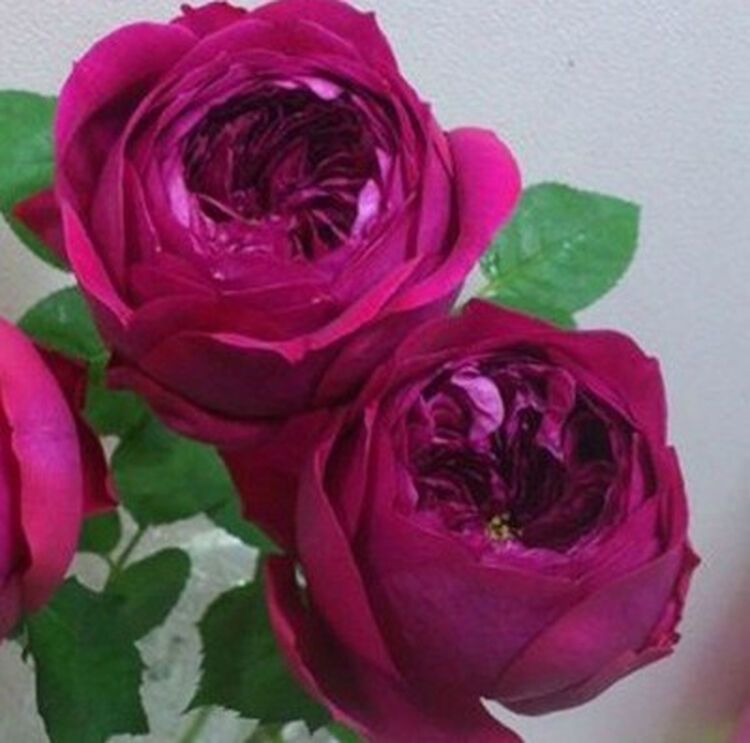 日本月季 双人芭蕾(パドドゥ pas de deux )