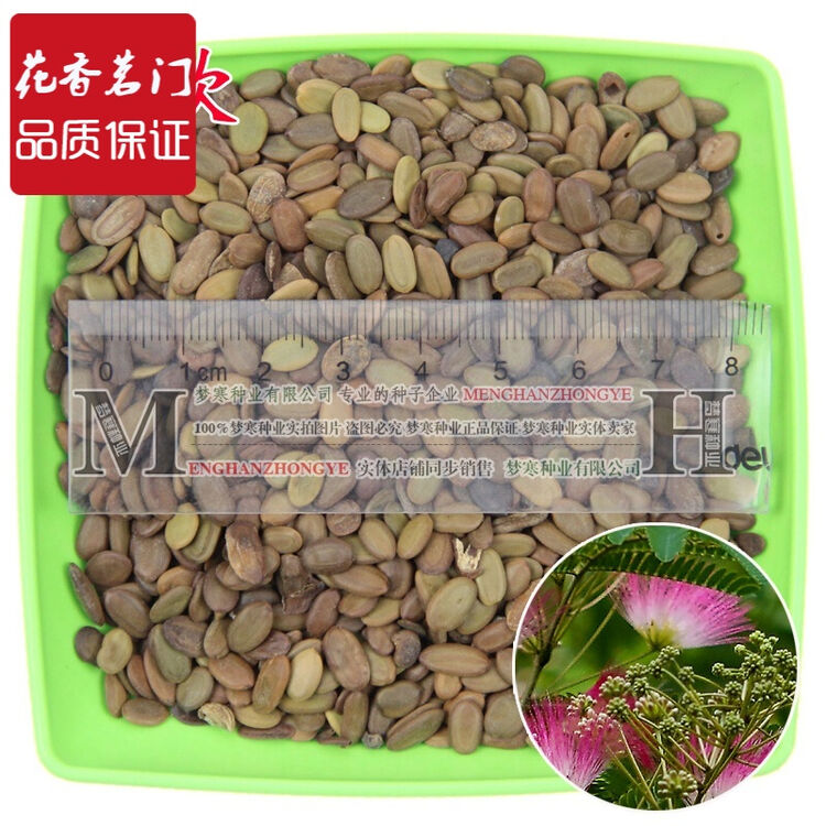 新采一级红花合欢种子 绒花树 白合欢 银合欢 金合欢种子 批发 红花