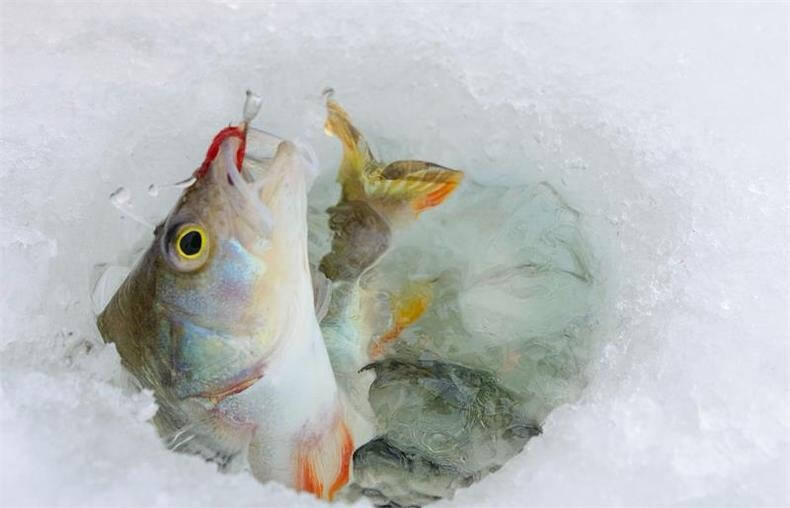 冬季垂钓，如何应对鱼口小的问题?