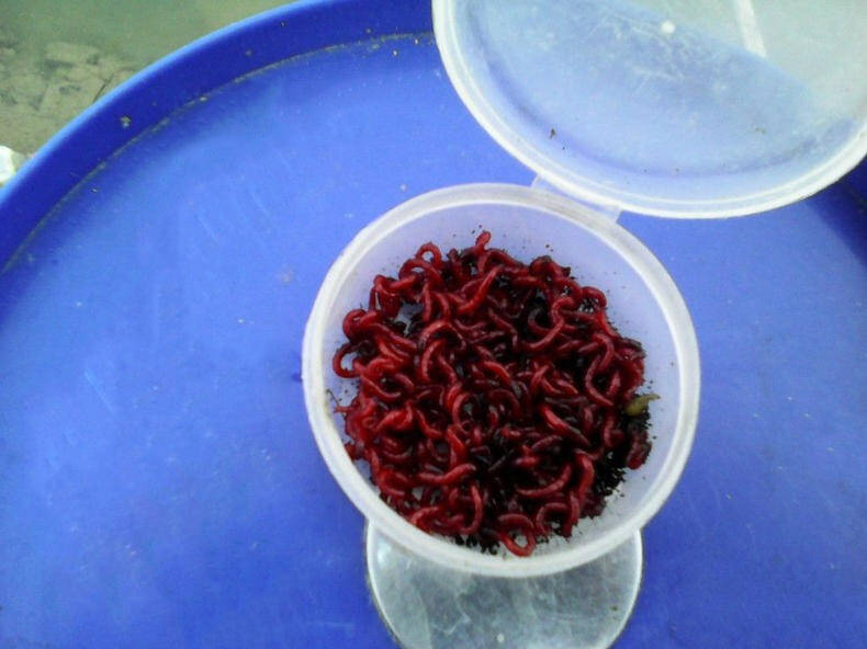 隆冬时节使用红虫做饵要注意什么？