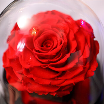 para ella红色进口永生花玫瑰花玻璃罩礼盒鲜花速递七夕情人节礼物