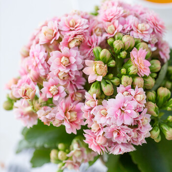 长寿花紫色紫缤带t01盆 *2个