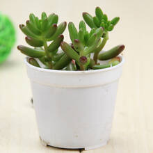 多肉植物虹之玉别名耳坠草玉米粒秋季光照色泽鲜艳如虹如玉 天天品牌网