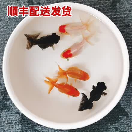 鱼多乐宠物用品专营店 鱼多乐宠物用品专营店