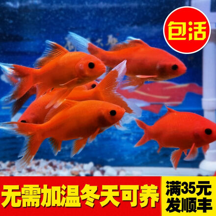鱼多乐宠物用品专营店 鱼多乐宠物用品专营店