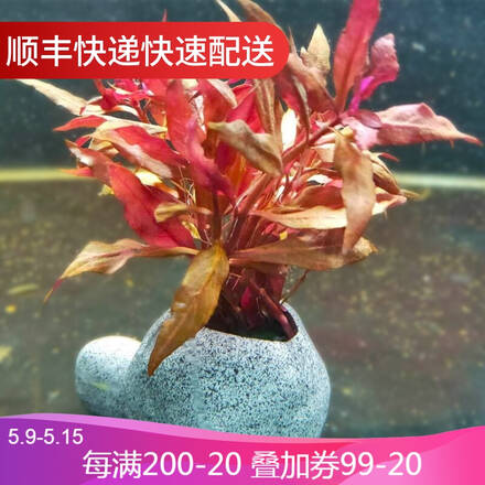 同鑫诚程水族专营店