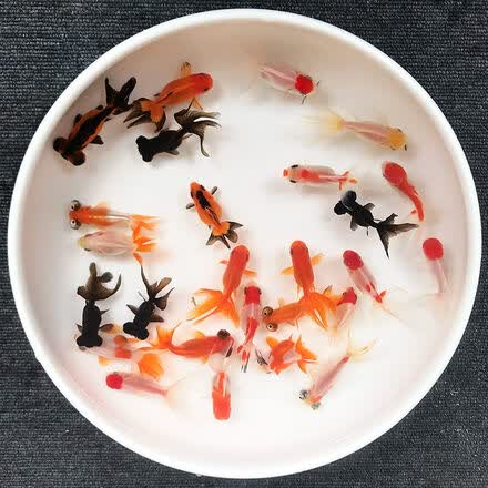 鱼多乐宠物用品专营店