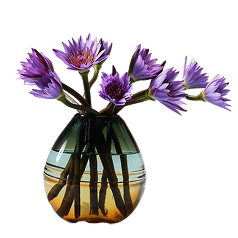 花加紫色睡莲鲜花