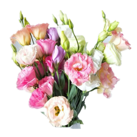 云醉花 新鲜洋桔梗花