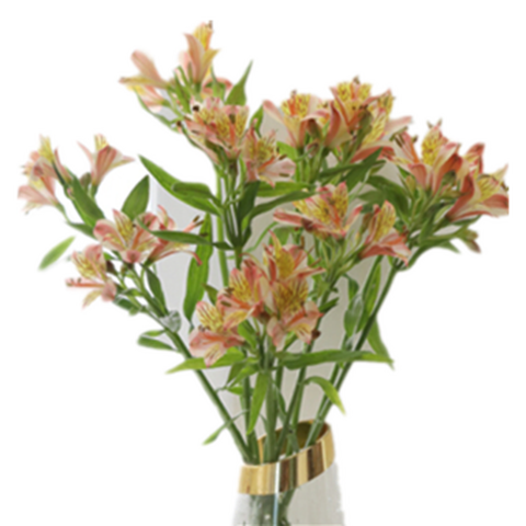 花加 新鲜六出花