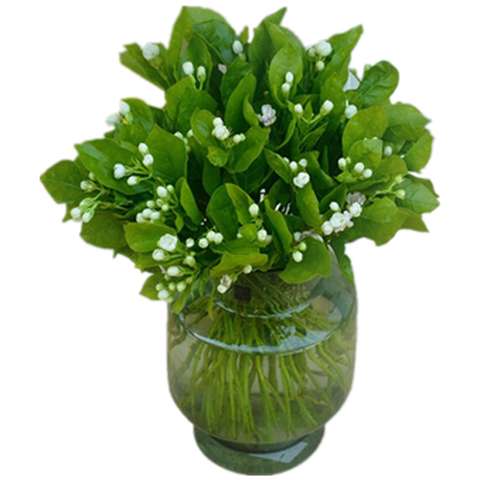 悦多彩水养新鲜茉莉花