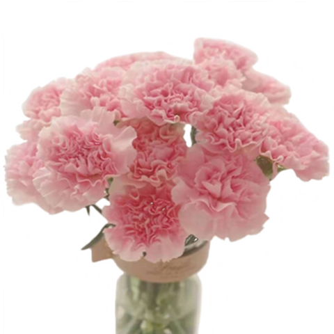 云醉花康乃馨鲜花