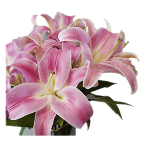 远方的花 新鲜百合花