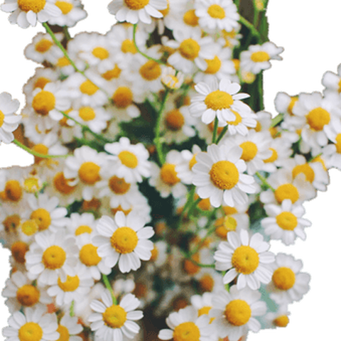 云醉花清新水养洋甘菊