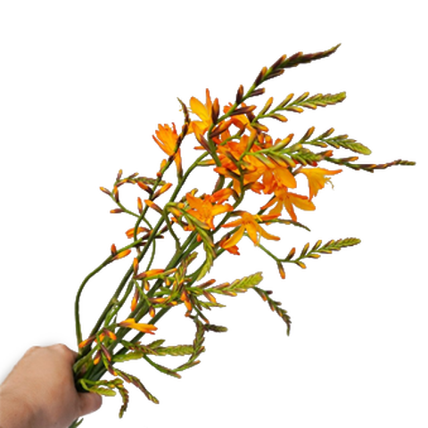 远方的花 火焰兰鲜花