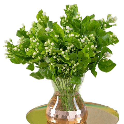 花点时间芳香治愈茉莉花