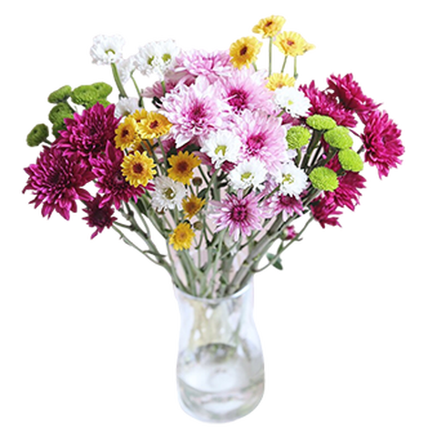 花易宝小雏菊鲜花