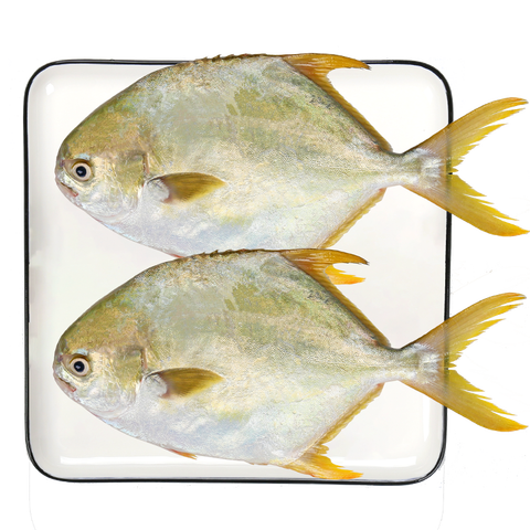 翔泰 嫩滑紧实金鲳鱼