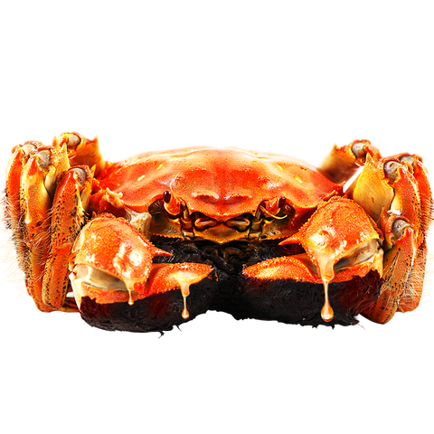 蟹爵 鲜香肉嫩大闸蟹