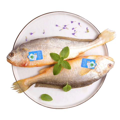 三都港 宁德大黄花鱼