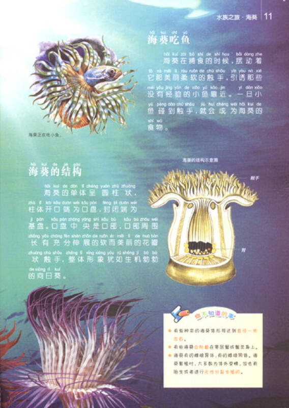 海葵结构图片