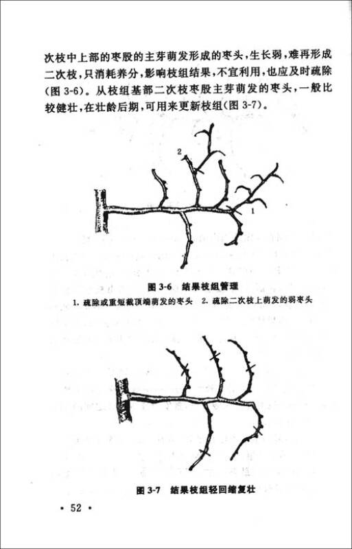 枣树结构图解图片