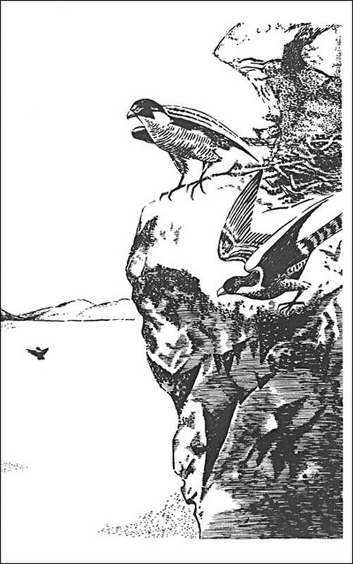 乌鸦队长银斑儿