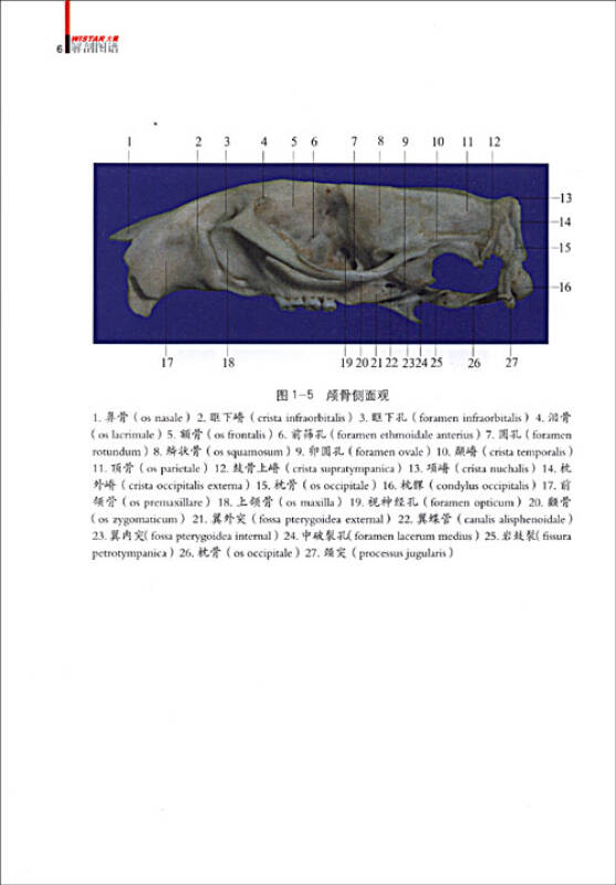 wistar大鼠解剖圖譜