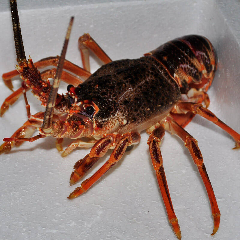 澳洲龙虾仔 2只*350g(鲜活)