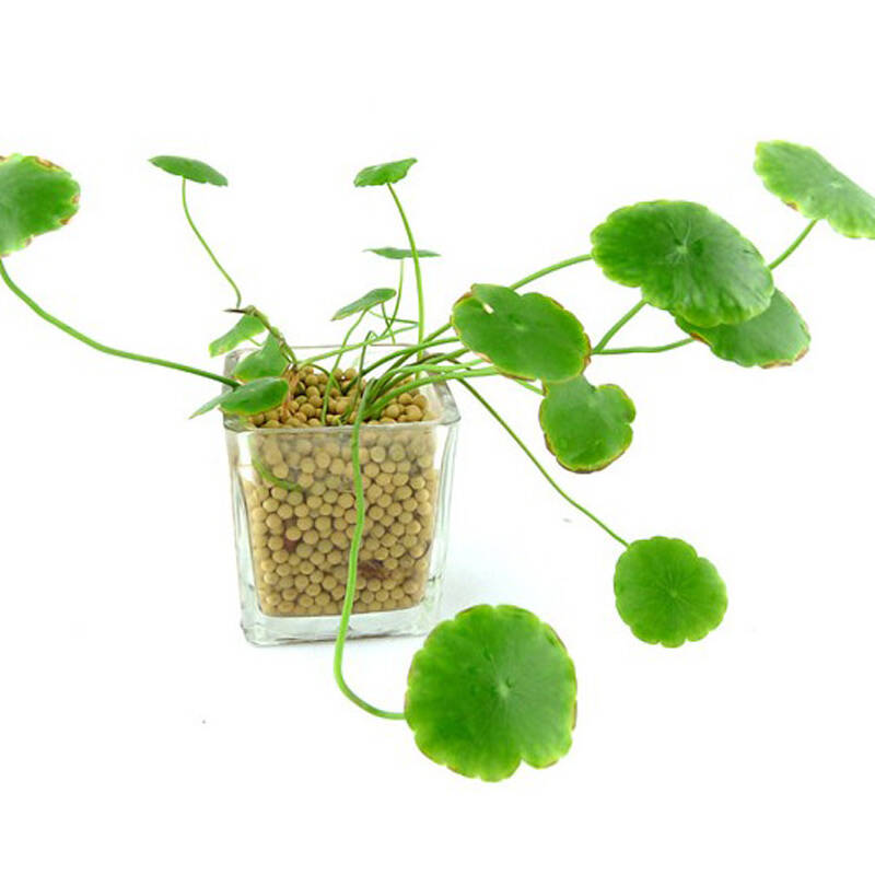 春笑diy创意无土植栽 负离子防辐射爱情草两个装