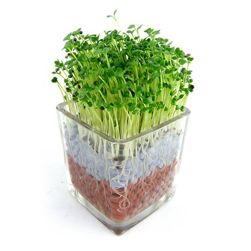 春笑diy创意无土植栽 负离子防辐射爱情草两个装