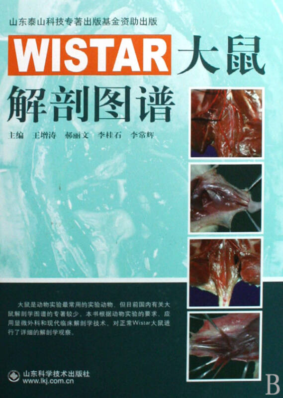 wistar大鼠体重与周龄图片