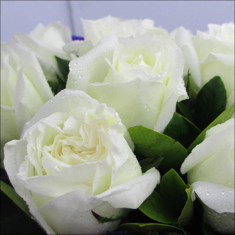 维纳斯生日鲜花速递香槟玫瑰花礼盒康乃馨百合花束预定北京上海广州