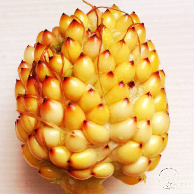 棒粒 糯玉米 水果玉米 盆栽蔬菜水果种子 8种可选 菠萝水果玉米10粒